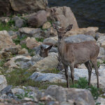 Cerf élaphe (Monfragüe - avril 2011)