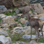 Cerf élaphe (Monfragüe - avril 2011)