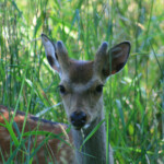Daim (Parc royal de yrehave - Danemark)