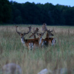 Groupe de mâles (Ile d'Oland - Suède)