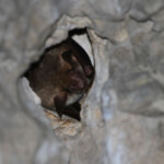 Murin sp (Vaucluse)