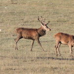 Cerf élaphe (Réserve de Thorenc - 06)