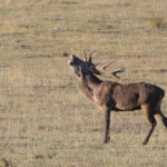 Cerf élaphe (Réserve de Thorenc - 06)