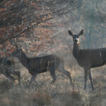 Cerf élaphe (Oise - février 2011)