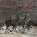 Cerf élaphe (Oise - février 2011)