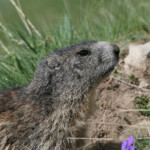 Marmotte des Alpes
