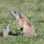Marmotte des Alpes