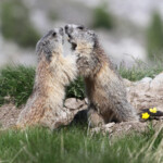 Marmotte des Alpes