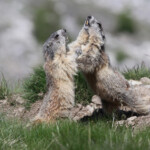 Marmotte des Alpes