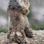 Marmotte des Alpes