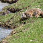 Marmotte des Alpes