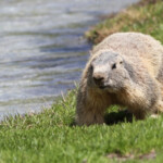 Marmotte des Alpes