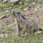 Marmotte des Alpes