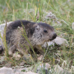 Marmotte des Alpes