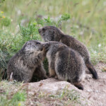 Marmotte des Alpes