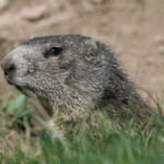 Marmotte des Alpes