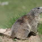 Marmotte des Alpes