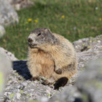 Marmotte des Alpes