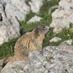 Marmotte des Alpes