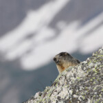 Marmotte des Alpes