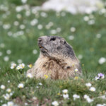 Marmotte des Alpes