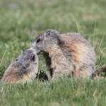 Marmotte des Alpes
