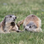 Marmotte des Alpes