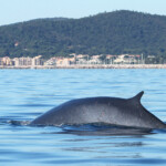 Rorqual commun (24 octobre 2014 - Le Lavandou)