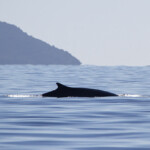 Rorqual commun (24 octobre 2014 - Le Lavandou)