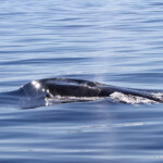 Rorqual commun (24 octobre 2014 - Le Lavandou)