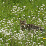 Chat forestier