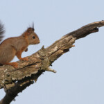 Écureuil roux (Pays d'Aix juin 2014)