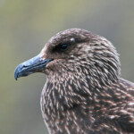 Grand labbe (Islande)