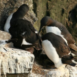 Guillemot de Brünnich (Islande 2011)