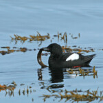 Guillemot à miroir (Islande - 2011)
