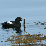 Guillemot à miroir (Islande - 2011)