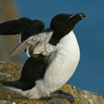 Pingouin torda (Islande 2011)