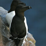 Pingouin torda (Islande 2011)