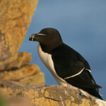 Pingouin torda (Islande 2011)