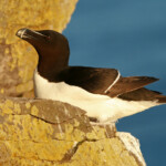 Pingouin torda (Islande 2011)