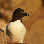 Pingouin torda (Islande 2011)