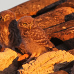 Chevêche d'Athéna (Pays d'Aix)