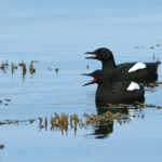 Guillemot à miroir (Islande - 2011)