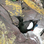 Guillemot à miroir (Islande - 2011)