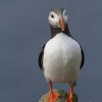 Macareux moine (Norvège - Runde août 2012)