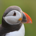 Macareux moine (Norvège - Runde août 2012)