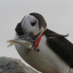 Macareux moine (Norvège - Runde août 2012)