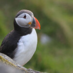 Macareux moine (Norvège - Runde août 2012)
