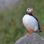 Macareux moine (Norvège - Runde août 2012)