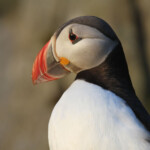 Macareux moine (Norvège - Runde août 2012)